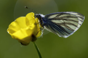 Germany, Green-veined white butterfly, Pieris napi, sitting on floer - MJOF000221