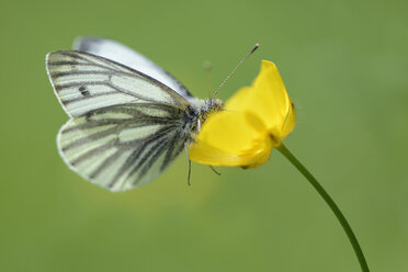 Deutschland, Grün geäderter weißer Schmetterling, Pieris napi, auf einer Scholle sitzend - MJOF000224