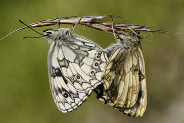 Deutschland, Marmorierter weißer Schmetterling, Melanargia galathea, sitzend auf Blüte - MJO000225