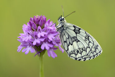 Deutschland, Marmorierter weißer Schmetterling, Melanargia galathea, sitzend auf Blüte - MJO000227