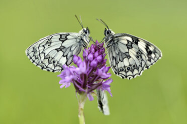 Deutschland, Marmorierter weißer Schmetterling, Melanargia galathea, sitzend auf Blüte - MJOF000228