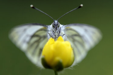 Deutschland, Grün geäderter weißer Schmetterling, Pieris napi, auf einer Scholle sitzend - MJOF000229