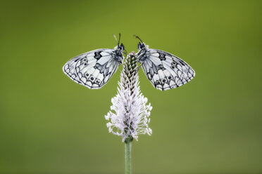 Deutschland, Marmorierter weißer Schmetterling, Melanargia galathea, sitzend auf Blüte - MJOF000231