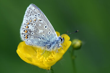 Deutschland, Gemeiner Bläuling, Polyommatus icarus, sitzend auf Pflanze - MJOF000232