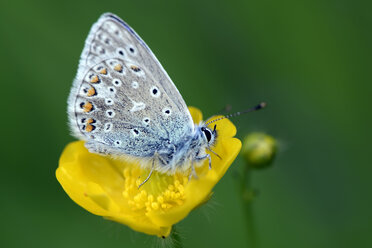 Germany, Common blue butterfly, Polyommatus icarus, sitting on plant - MJOF000232