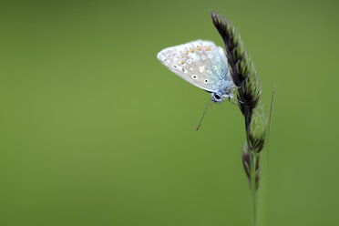 Deutschland, Gemeiner Bläuling, Polyommatus icarus, sitzend auf Pflanze - MJOF000233