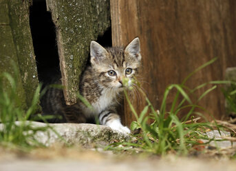 Tabby kitten, Felis silvestris catus, leaving old barn - SLF000426