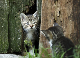 Two tabby kittens, Felis silvestris catus, face to face - SLF000427