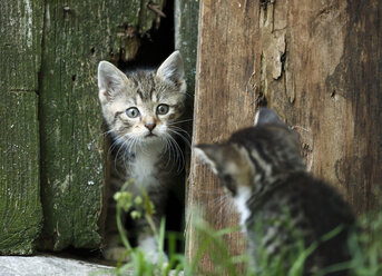 Zwei getigerte Kätzchen, Felis silvestris catus, von Angesicht zu Angesicht - SLF000427