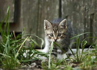 Tabby kitten, Felis silvestris catus, walking in front of old barn - SLF000429