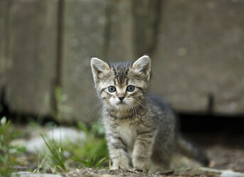 Tabby kitten, Felis silvestris catus, with blue eyes - SLF000430