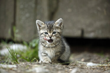 Tabby kitten, Felis silvestris catus, licking snout - SLF000431