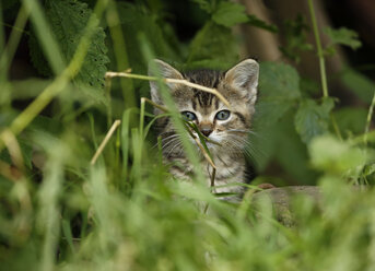 Tabby-Kätzchen, Felis silvestris catus, sitzt im Gras - SLF000432