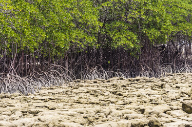 Indonesien, Riau-Inseln, Bintan, Insel Nikoi, Mangroven - THAF000368