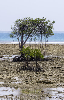 Indonesien, Riau-Inseln, Bintan, Insel Nikoi, Mangroven - THAF000369