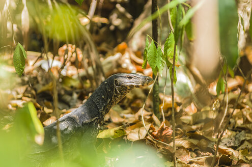 Indonesien, Riau-Inseln, Bintan, Insel Nikoi, Warane, Varanus - THAF000341