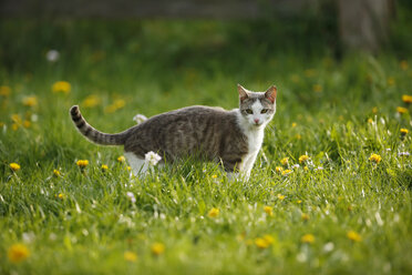 Deutschland, Baden-Württemberg, Grau-weiß gestromte Katze, Felis silvestris catus, stehend auf Wiese - SLF000442