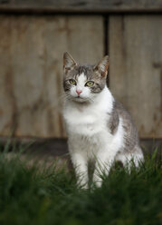 Germany, Baden-Wuerttemberg, Grey white tabby cat, Felis silvestris catus, standing on meadow - SLF000444