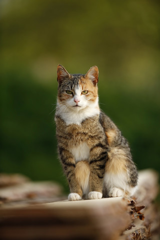 Deutschland, Baden-Württemberg, Dreifarbige Katze, Felis silvestris catus, sitzend auf Holzstapel, lizenzfreies Stockfoto