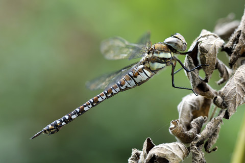 Zugewanderter Hausierer, Aeshna mixta, Nahaufnahme, lizenzfreies Stockfoto