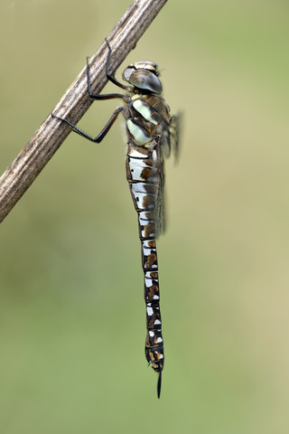 Zugewanderter Hausierer, Aeshna mixta, Nahaufnahme, lizenzfreies Stockfoto