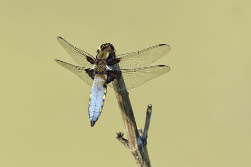 Breitblättriger Ziseleur, Libellula depressa - MJOF000237