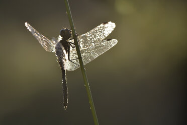 Schwarze Heidelibelle, Sympetrum danae, am Grashalm - MJOF000238