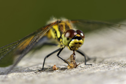 Schwarze Heidelibelle, Sympetrum danae, mit Beute, lizenzfreies Stockfoto