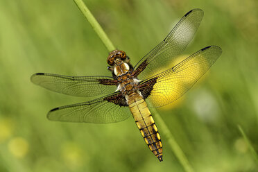 Broad-bodied chaser, Libellula depressa - MJOF000240