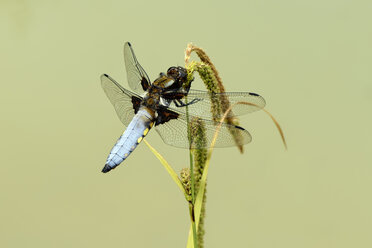 Broad-bodied chaser, Libellula depressa - MJOF000242