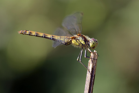 Gemeine Heidelibelle, Sympetrum Striolatum, Nahaufnahme, lizenzfreies Stockfoto