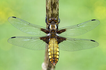 Breitblättriger Ziseleur, Libellula depressa - MJOF000245