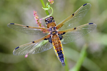 Vierfleckiger Ziseleur, Libellula quadrimaculata - MJOF000246