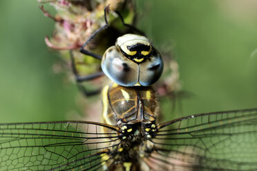 Zugewanderter Hausierer, Aeshna mixta, Nahaufnahme - MJOF000247