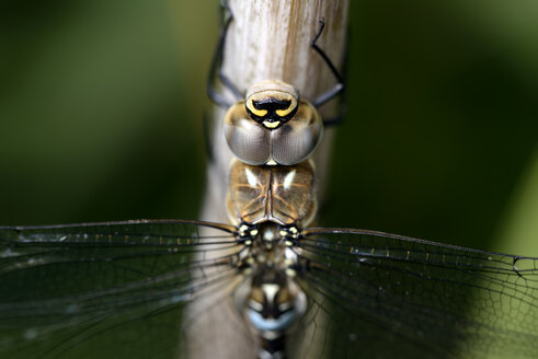 Zugewanderter Hausierer, Aeshna mixta, Nahaufnahme - MJOF000252