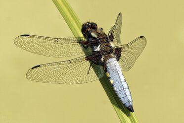 Broad-bodied chaser, Libellula depressa - MJOF000253