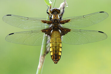 Breitblättriger Ziseleur, Libellula depressa - MJOF000257