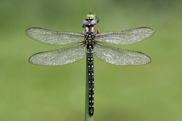 Hairy dragonfly, Brachytron pratense in front of green background, close-up - MJOF000258