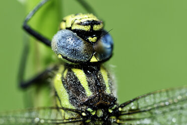 Haarlibelle, Brachytron pratense vor grünem Hintergrund, Nahaufnahme - MJOF000259