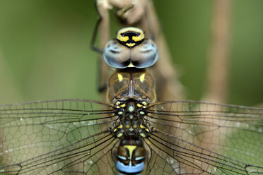 Zugewanderter Hausierer, Aeshna mixta, Nahaufnahme - MJOF000261