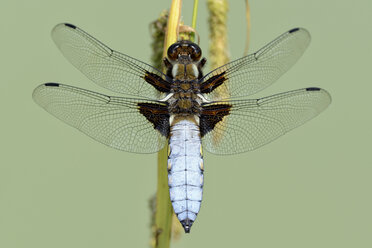 Broad-bodied chaser, Libellula depressa - MJOF000262