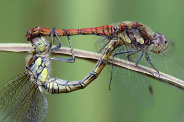 Zwei Heidelibellen, Sympetrum Striolatum, Nahaufnahme - MJOF000264