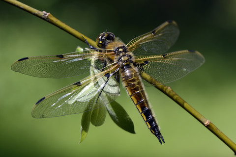 Vierfleckiger Ziseleur, Libellula quadrimaculata, lizenzfreies Stockfoto