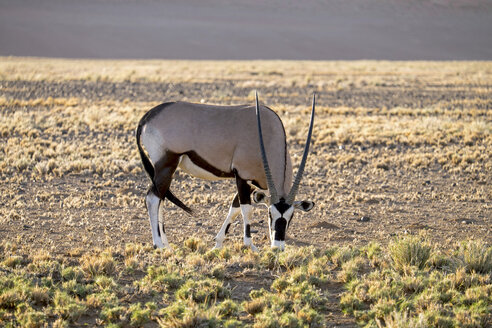 Afrika, Namibia, Sossusvlei, Gemsbock, Oryx gazella, Weiden - HLF000552