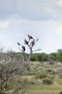 Afrika, Namibia, Etosha-Nationalpark, Kap-Greifvögel, Gyps coprotheres - HLF000555