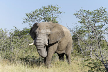 Afrika, Namibia, Sossusvlei, Elefantenbulle, Loxodonta africana - HLF000556