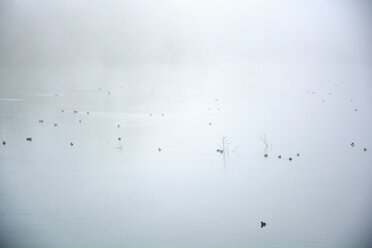 Germany, Bavaria, Johanneskirchen, Black coots, Fulica atra, on a lake in the fog - AXF000680