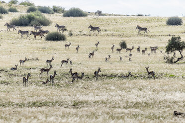 Afrika, Namibia, Damaraland, Springböcke, Antidorcas marsupialis, und Zebras im Steppengebiet - HLF000569