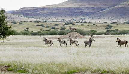 Afrika, Namibia, Damaraland, Gruppe von Zebras im Steppengebiet - HLF000557
