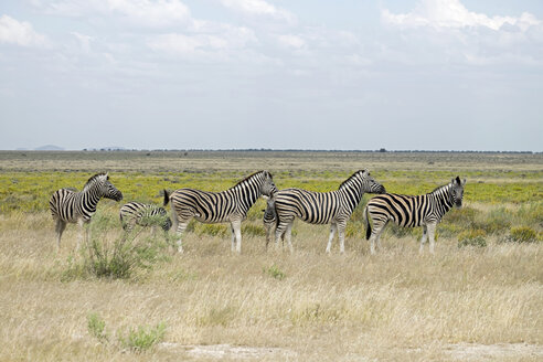 Africa, Namibia, Etosha National Park, row of six zebras at landscape - HLF000559